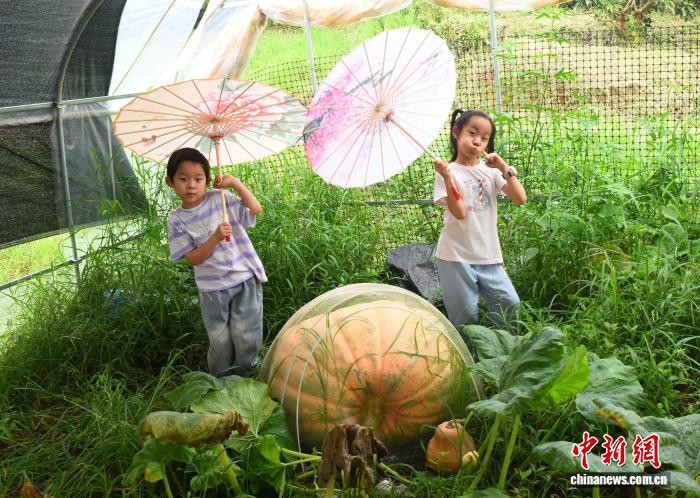 Ninh Ba, Chi?t Giang: trang tr?i Trung Qu?c tr?ng thành c?ng bí ng? "v? tr?" kh?ng l? n?ng 300 can